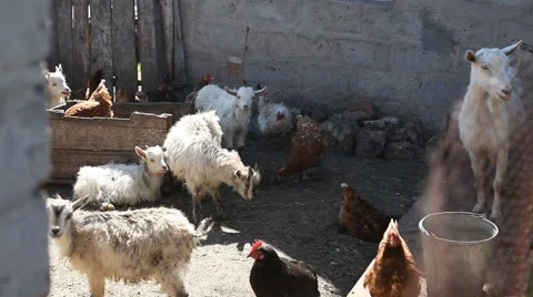 Herd of white goats Stock Footage 40493703