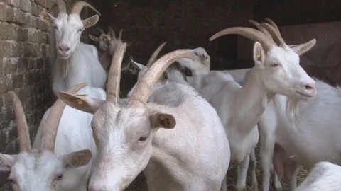 Herd of white goats Stock Footage 71321595