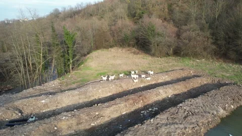 Herd of white goats Stock Footage 264166684