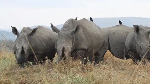 A herd of white rhino eating in the veld . Stock Footage
