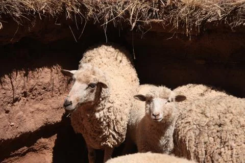 Herd of white sheep in a clay paddock Stock Photos