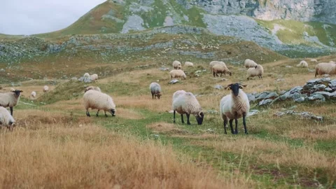 Herd of white sheep grazing in Durmitor national park pasture Video stock 342728956