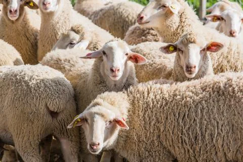 Herd of white sheep Stock Photos
