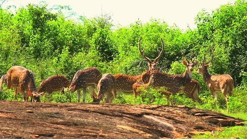 Herd of White Spotted Axis Deers nipping grass with thick shrubs on background Stock Footage 73810596