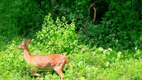 Herd of White Spotted Axis Deers hurrying through dense bushes. Sri Lanka Stock Footage 73810644
