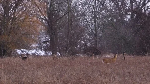 Herd of White-Tailed Deer Foraging in a Large Winter Field Near a Forest Stock Footage 335256662