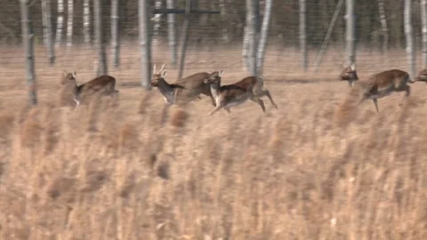 Herd of White-tailed Deer (Odocoileus virginianus) grazing in field. Stock Footage 309168725