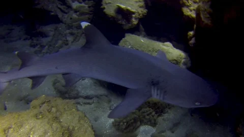 A herd of white tip reef sharks swim, rest, and explore the reef of the Stock Footage 108744306