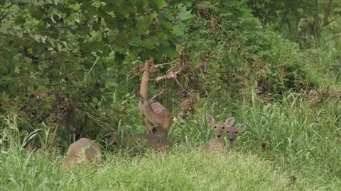Herd of Whitetailed Deer Moving Through &amp; Browsing on Summer Vegetation Stock Footage 296254411