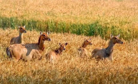 Herd of wild antelopes Stock Photos