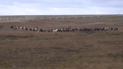 A herd of wild antlered deer graze in a meadow in the tundra in autumn. Stock Footage 305157142