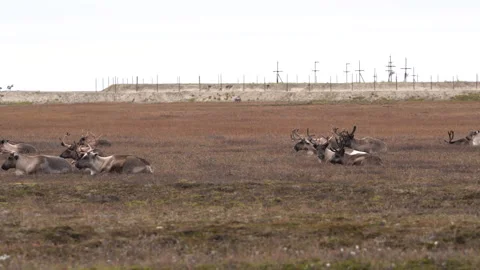 A herd of wild antlered deer graze in a meadow in the tundra in autumn. Stock Footage 305157404
