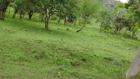 A herd of wild Asian elephants browsing among trees above a green meadow Stock Footage 346334931
