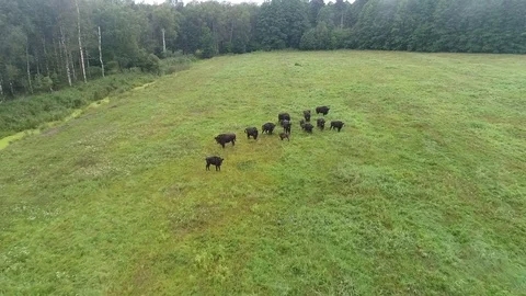 A herd of wild bison grazing in a clearing near the forest, females with calves, Video stock 80268443