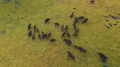 Herd of wild bison grazing in lush green grassland during summer afternoon Stock Footage 289542559