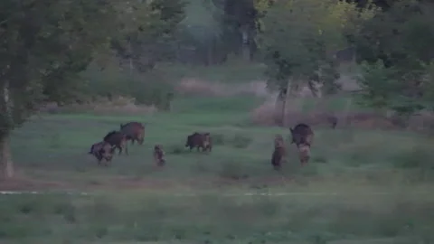A herd of wild boars breaks into a park in Rome Stock Footage 261844513