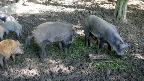 A herd of wild boars eating Stock Footage 78874461