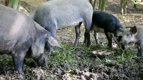 A herd of wild boars eating Stock Footage 78874871