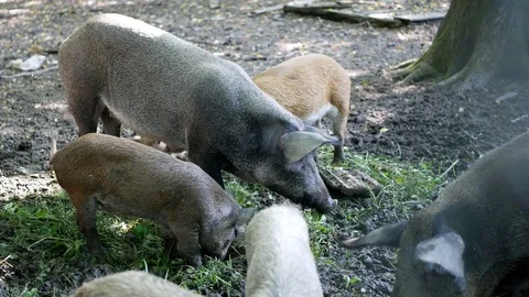 A herd of wild boars eating Stock Footage 78875604