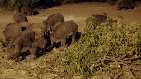 A herd of wild boars Stock Footage 140794576