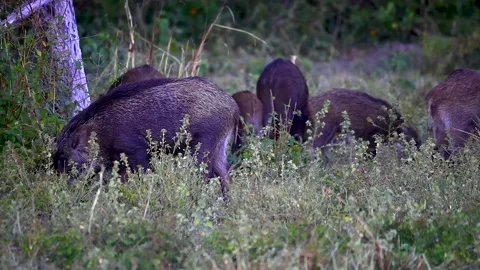 Herd of wild boars foraging in the forest Stock Footage 228732507