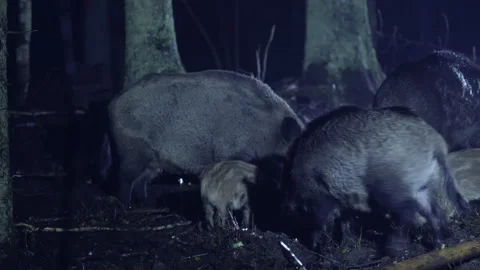 A herd of wild boars in the forest, on a cold autumn night. Stock Footage 271152670