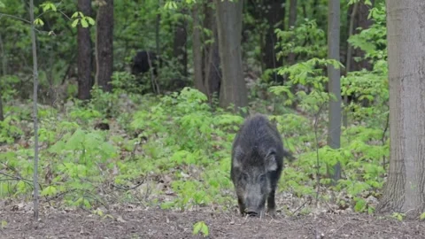 A herd of wild boars in the forest Stock Footage 241351806