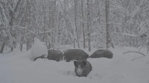 Herd of Wild boars (sus scrofa) in winter forest. Stock Footage 104396629