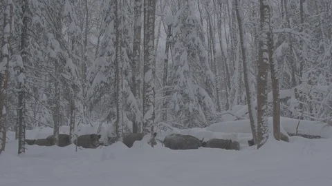 Herd of Wild boars (sus scrofa) in winter forest. Stock Footage 104398674
