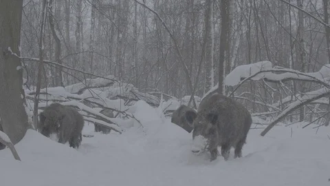 Herd of Wild boars (sus scrofa) walking in the snowy forest. Stock Footage 104404574
