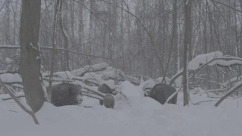 Herd of Wild boars (sus scrofa) in winter forest. Stock Footage 104703674