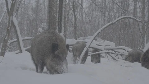 Herd Wild boars (sus scrofa) in winter forest. Stock Footage 104703898
