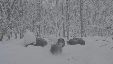 Herd of Wild boars (sus scrofa) in winter forest. The Wild boar runs away. Stock Footage 104704240