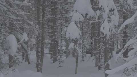 Herd of Wild boars (sus scrofa) goes through the winter forest. Stock-Footage 104708527