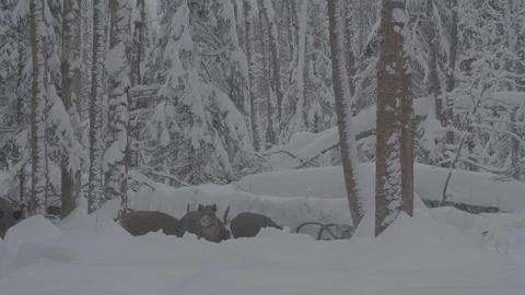 Herd of Wild boars (sus scrofa) in winter forest. The Wild boar runs away. Video stock 104779670
