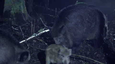 A herd of wild boars, Sus scrofa, in the forest, on a cold autumn night. Stock Footage 271612297