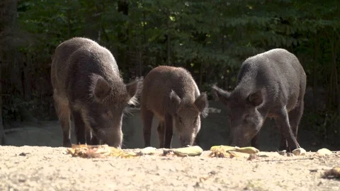 Herd of wild boars, wild pigs, piglets, pigs eat in the forest Stock Footage 115258743
