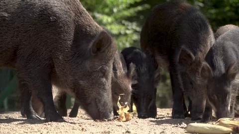 Herd of wild boars, wild pigs, piglets, pigs eat in the forest Stock Footage 115258750