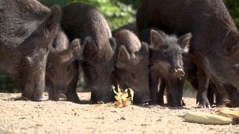 Herd of wild boars, wild pigs, piglets, pigs eat in the forest Stock Footage