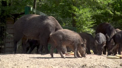 Herd of wild boars, wild pigs, piglets, pigs eat in the forest Stock Footage 115258758