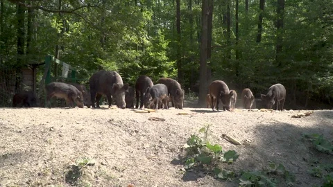 Herd of wild boars, wild pigs, piglets, pigs eat in the forest Stock Footage 115258767