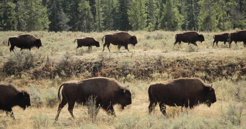Herd of wild buffalo bison moving walking roaming dolly tracking shot Stock Footage 56336148