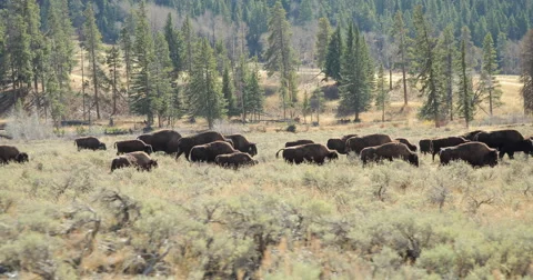Herd of wild buffalo bison moving walking roaming dolly tracking shot Video stock 56441427