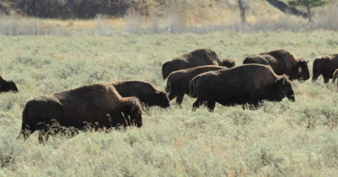Herd of wild buffalo bison moving walking roaming dolly tracking shot Video stock 56460306