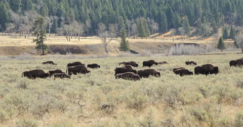Herd of wild buffalo bison moving walking roaming dolly tracking shot Stock-Footage 56460996