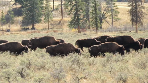 Herd of wild buffalo bison moving walking roaming dolly tracking shot Video stock 56478329