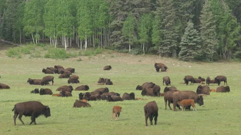 Herd of wild buffalo with calf drinking violently from mother. Arizona, USA. Stock Footage 283638100