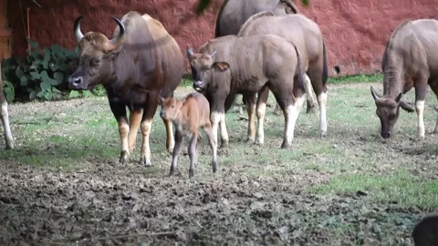 A Herd Wild Buffalos grazing grass in a Enclosure in Zoo. Stock Footage 166560976
