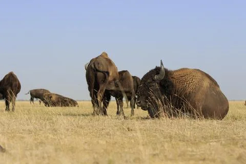 Herd Of Wild Buffalos Foto stock
