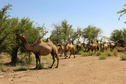 Herd of wild camel Stock Photos